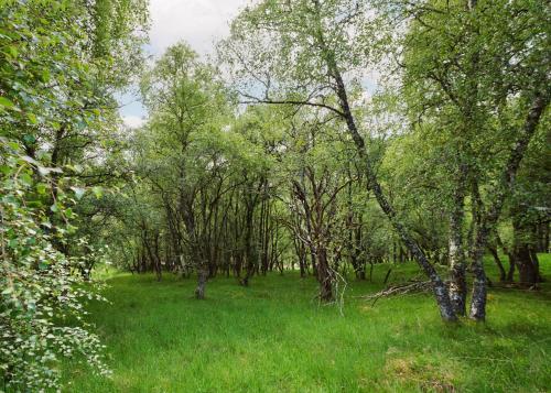 a forest filled with green grass and trees at The Dell at Glenlivet in Glenlivet