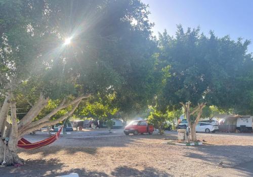 a group of trees in a parking lot with cars at w DiscoveryCanarias II in San Miguel de Abona