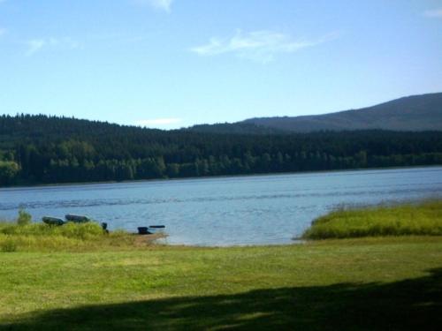 a large body of water with cows standing in the grass at Penzion Tomy Pihlov in Horní Planá