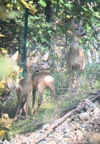 a group of deer standing in the grass at Dimora del Capriolo in San Donato Val di Comino