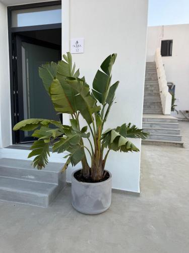 a plant in a pot in front of a building at Olesia Rooms in Naousa in Naousa