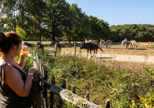 une femme buvant un jus d'orange tout en regardant les animaux dans l'établissement Authentik Safari - Planète Sauvage, à Port-Saint-Père