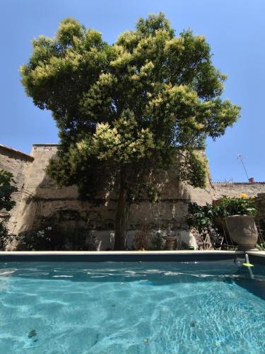 a tree and a swimming pool with a tree at Chambre d'hôtes villa Adoya dans les remparts, piscine, ascenseur in Aigues-Mortes