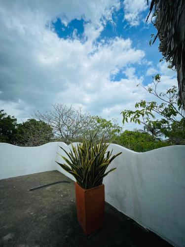 a plant in a pot next to a white fence at Casa Dibulla Hotel Boutique in Dibulla
