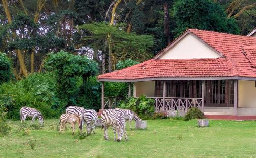 a group of zebras grazing in the grass near a building at Muthu Lake Naivasha Country Club, Naivasha in Naivasha