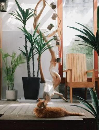 a cat laying on a table with a statue of a person dancing at Dan’s Sea Guest House Hangzhou in Hangzhou