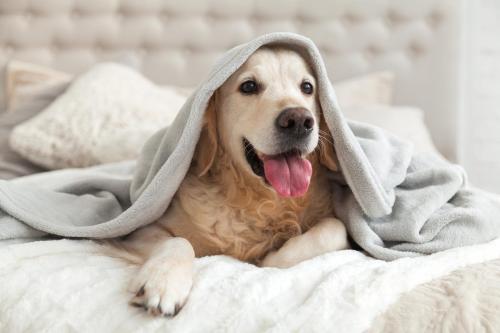 a dog laying on a bed under a blanket at Garner Hotel Cottbus Süd by IHG in Cottbus