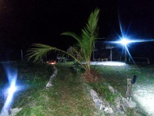 a palm tree and two lights at night at B&B G&H house Zanzibar in Pingwe