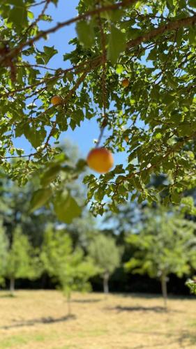 a bunch of oranges hanging from the branches of trees at Chambres d hôtes du Moulin de Boiscorde in Rémalard en Perche