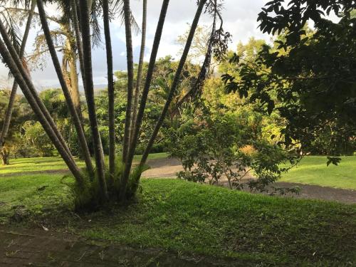 a group of trees in a park with a path at La Serenidad in Tronadora