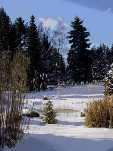 a snow covered field with a small christmas tree in it at Hotel Wilhelmshöhe Auderath in Auderath