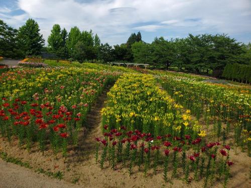 a large field of flowers in a park at Itoya Ryokan in Nanyo