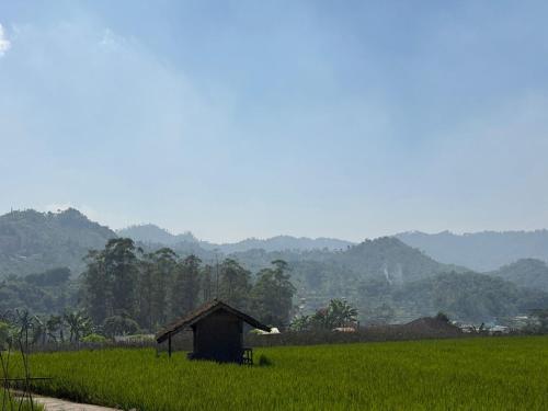 a small hut in a field of green grass at Stay and Farm Hostel in Ciwidey
