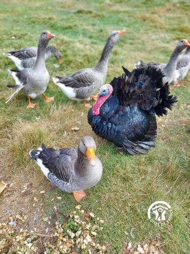 a group of ducks standing in the grass at La Herrière in Méral