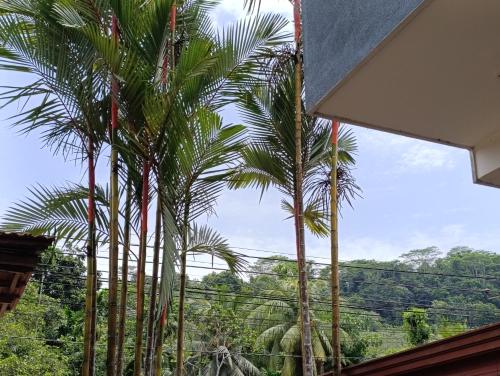 a group of palm trees in front of a window at LAKROinn in Matugama