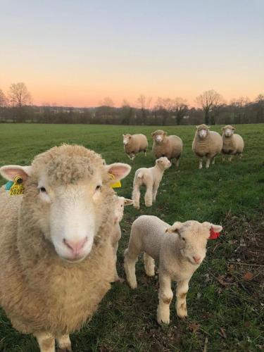 a herd of sheep standing in a field at L'étoile du Berger in Montsûrs