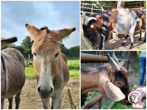 a group of four pictures of animals in a field at La Semondière in Saint-Thomas-de-Courceriers