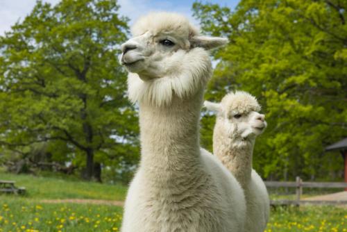 two llamas standing next to each other in a field at Siggesta Gård in Värmdö