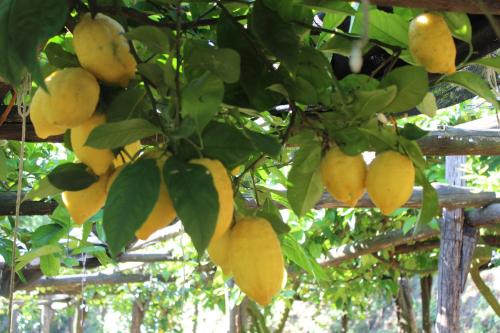a bunch of yellow fruit hanging from a tree at Casa Fasano Amalfi Coast in Vietri sul Mare