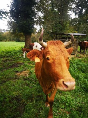 a brown cow with horns standing in a field at La ferme de beau soleil Gîte et cabanes in Saint-Gilles-du-Mené