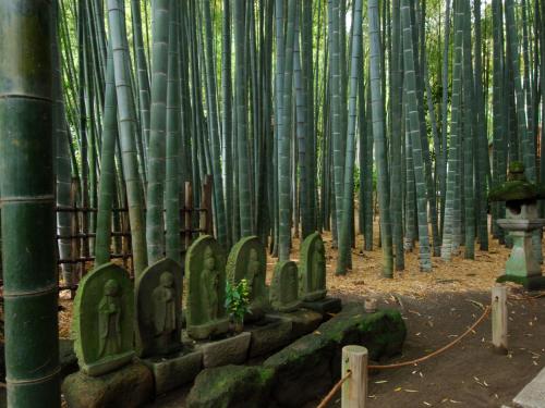 a row of gravestones in a bamboo forest at Kaihinsou Kamakura in Kamakura