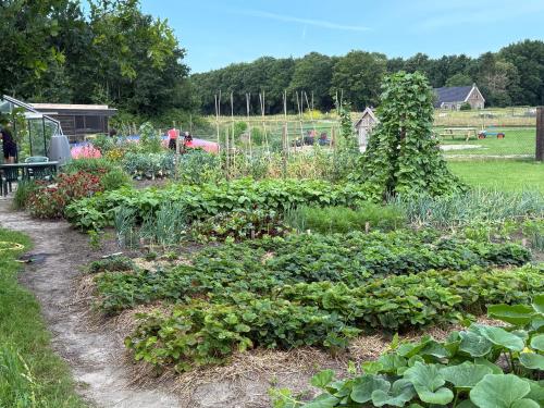 a garden with lots of plants in a field at Appelscha aan de diek in Appelscha