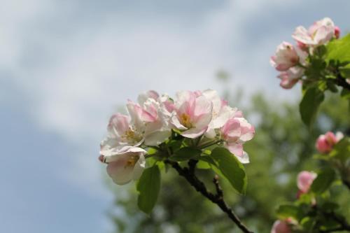 a branch of a flowering tree with pink flowers at Hotel Hochsteg Gütl | Traunsee Salzkammergut in Ebensee