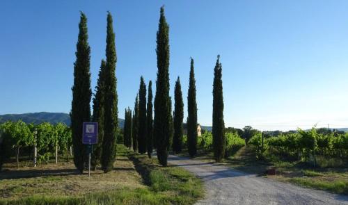 a row of cypress trees on a road at Casale Rialto in Montefalco