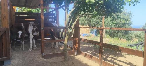 a cow standing inside of a barn with a fence at Corte Degli Ulivi Resort in Vico Equense