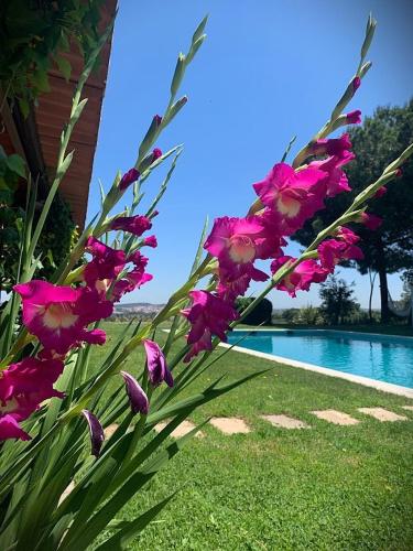 a bunch of pink flowers next to a swimming pool at Monte CHORA CASCAS in Montemor-o-Novo