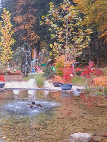 a pond with two potted trees in a garden at Piatra Pinului Ski & Spa in Gura Humorului