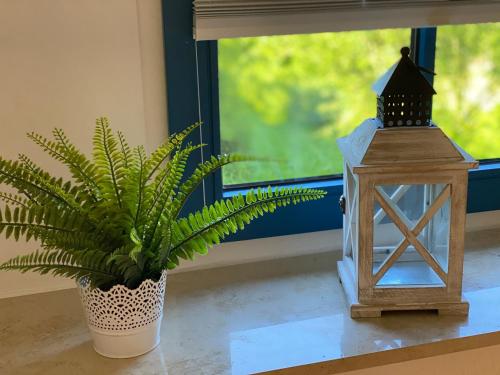 a plant in a pot next to a lantern and a window at Familienfreundliches Reetdachhaus Weissdorn 2 in Puddemin