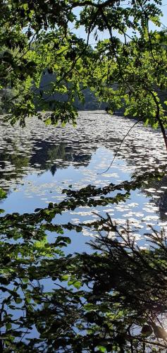 a view of a body of water with some trees at Ferienhaus Korn mitten im schönen Pfälzer Wald, Privat Haus in Bruchweiler-Bärenbach