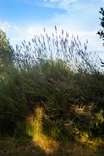 a bunch of tall grass in a field at Agriturismo Santa Maria in Torrita di Siena