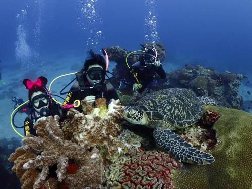 three people in the ocean with a turtle on a reef at Fire Island Guest House in Green Island