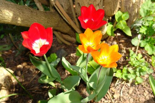 a group of colorful flowers in a garden at Das Spreewaldhaus in Lehde