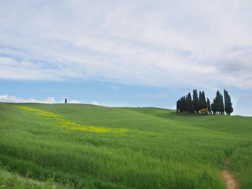 a field of green grass with trees and flowers at Agriturismo Santa Maria in Torrita di Siena