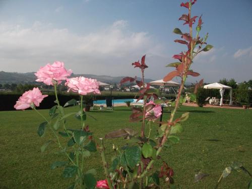 a bunch of pink roses in a field with a pool at Il Gallo Del Vicino in Monte Urano