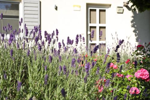 un campo de flores púrpuras delante de una casa en Ferienhaus Ahorn, en Göhren-Lebbin