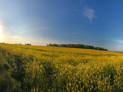 a field of yellow flowers with the sun in the background at Reethaus "Lütt Seeadler" in Zierow