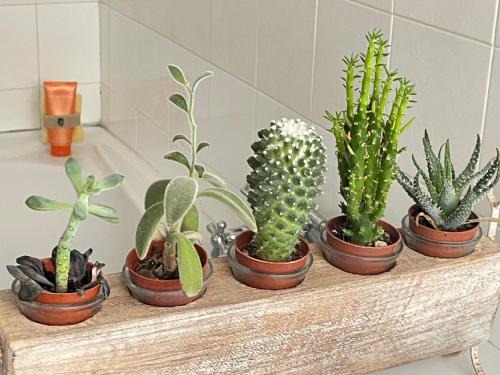 a row of cactus plants sitting on a shelf at Ars in Villa in Livorno