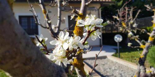 a tree with white flowers in front of a house at Agriturismo la Mandragola Relais in Crotone