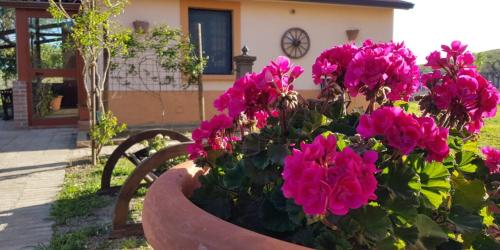 a pot of pink flowers sitting on a bench at Agriturismo la Mandragola Relais in Crotone