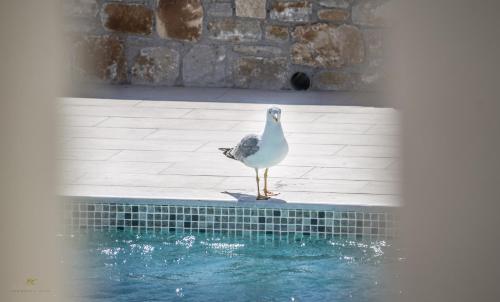 a bird standing on the edge of a swimming pool at Iphimedeia Luxury Hotel & Suites in Naxos Chora