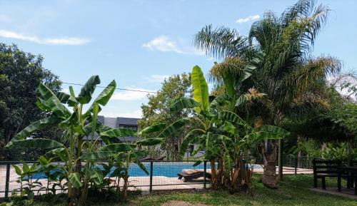 a group of palm trees next to a pool at Complejo Azahares in Gualeguaychú