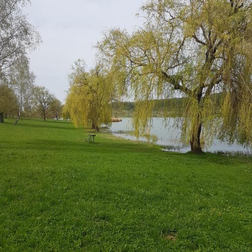 a park with a tree and a bench next to a lake at Ribizli Vintage Vendégház in Parád