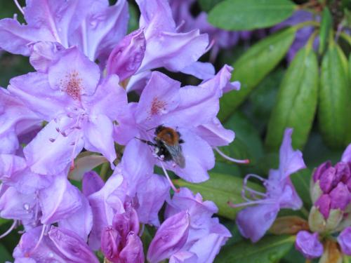 a bumblebee is sitting on a purple flower at Avanta in Liepāja