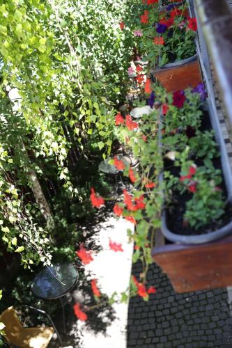 a garden with red flowers and other plants at Vila Sia in Bucharest