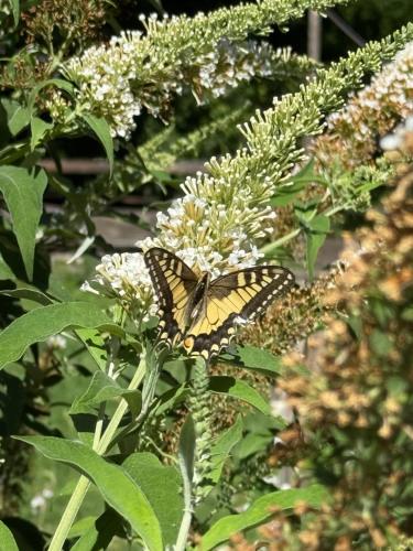 a butterfly is sitting on a white flower at Bioagriturismo il cerreto in Pomarance