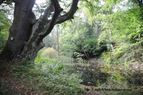 a wooded area with a tree and a pond at Ferienwohnungen "Christelhof" in Wustrow